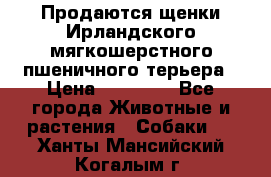 Продаются щенки Ирландского мягкошерстного пшеничного терьера › Цена ­ 30 000 - Все города Животные и растения » Собаки   . Ханты-Мансийский,Когалым г.